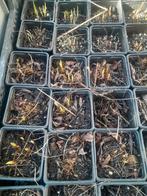 Liatris spicata vaste tuinplant, Tuin en Terras, Planten | Tuinplanten, Volle zon, Vaste plant, Zomer, Ophalen