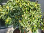 Rhododendron Y Kalinka op stam, Lente, 100 tot 250 cm, Ophalen, Volle zon