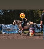 We verkopen onze pony's en paarden, Meerdere dieren, Recreatiepony, Met stamboom, 0 tot 2 jaar