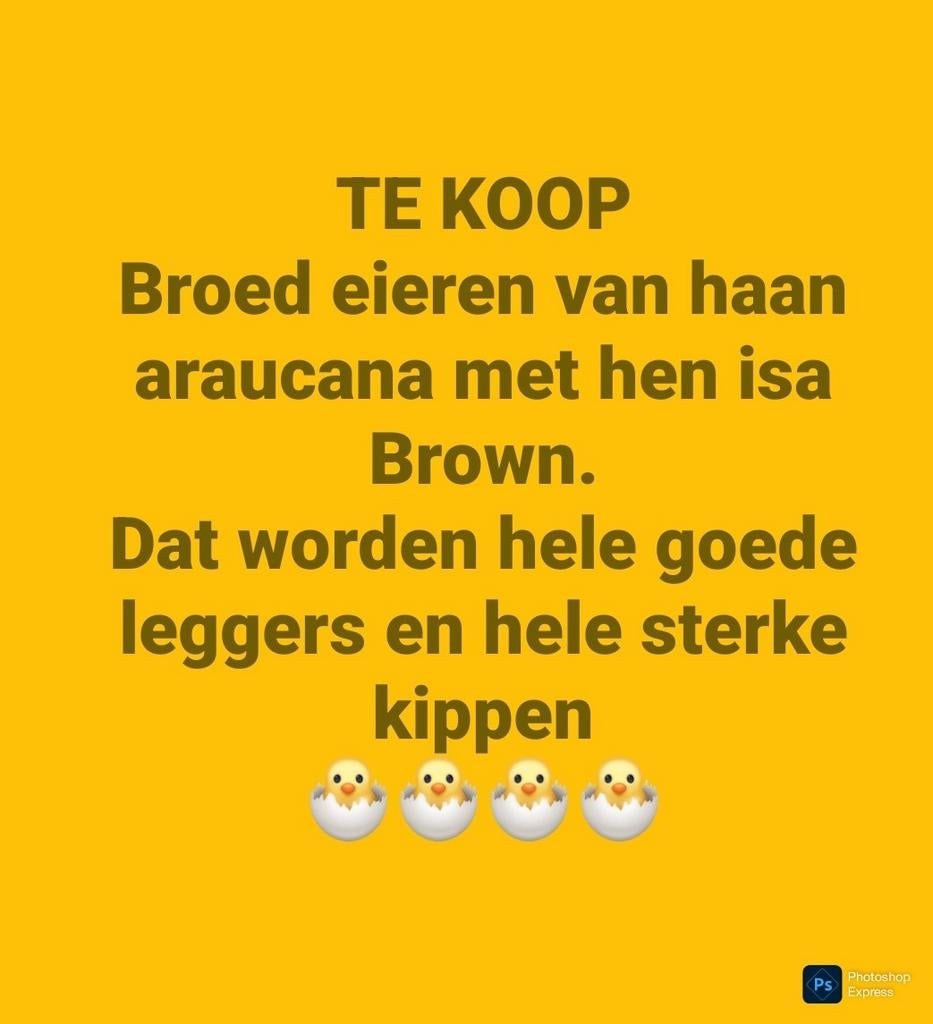 Broedeieren, Dieren en Toebehoren, Pluimvee, Geslacht onbekend, Kip