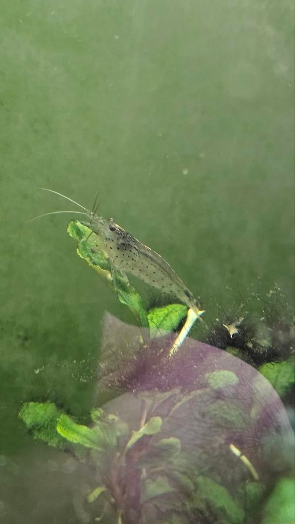 Garnaaltjes gratis, Dieren en Toebehoren