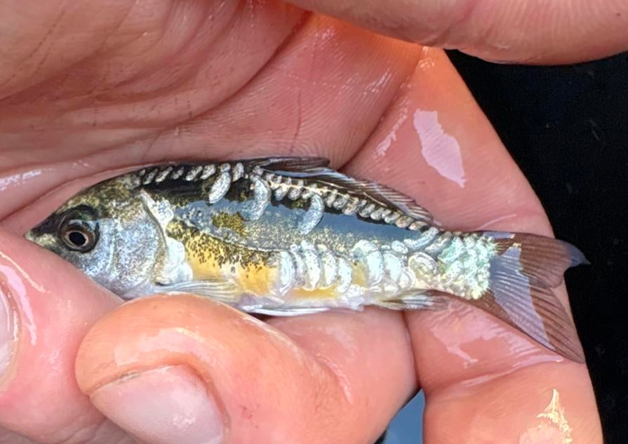 Doitsu spiegel koi!, Karper of Koi