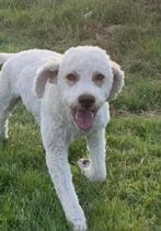 MAURO LAGOTTO ROMAGNOLO, Dieren en Toebehoren, Buitenland, Parvo, Eén hond, Fokker | Professioneel