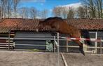 3 jarige chacfly ps merrie rechtstreeks van fokker, Dieren en Toebehoren, Paarden, Merrie, Dressuurpaard, Ontwormd, 3 tot 6 jaar