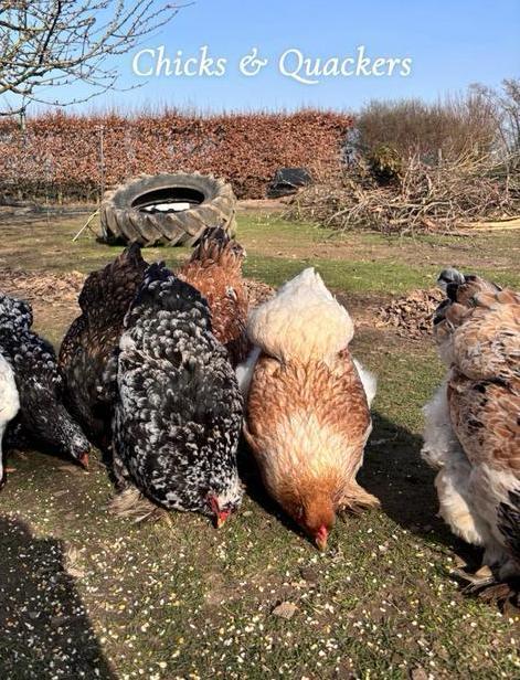Brahma broedeieren - Raszuiver! 🥚, Dieren en Toebehoren, Pluimvee, Kip, Geslacht onbekend