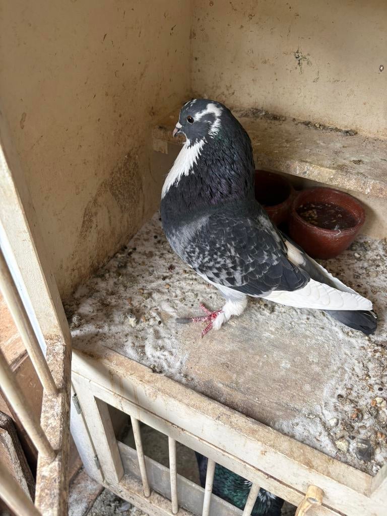 Krasbonte duif met sokpootjes, Dieren en Toebehoren, Vrouwelijk, Kropper