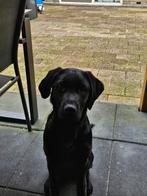 Te koop golden retriever/labrador, Parvo, 15 weken tot 1 jaar, Teef, Labrador retriever