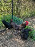Australorp haan, Dieren en Toebehoren, Pluimvee, Mannelijk, Kip