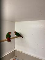 Roodkop papagaaiamadine, Meerdere dieren, Geringd