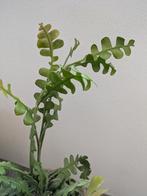 Epiphylum Anguliger / zaagcactus stek of plantje, Ophalen of Verzenden, Halfschaduw, Minder dan 100 cm