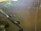Baby guppy 's, Dieren en Toebehoren, Vissen | Aquariumvissen, Vis