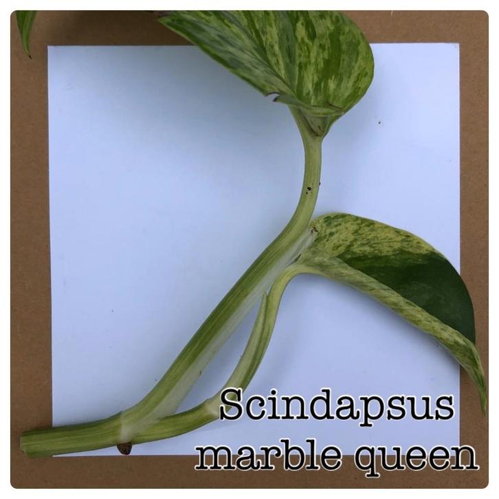 16. scindapsus marble queen stekje €1,75, Huis en Inrichting, Kamerplanten, Minder dan 100 cm, Halfschaduw, Ophalen of Verzenden