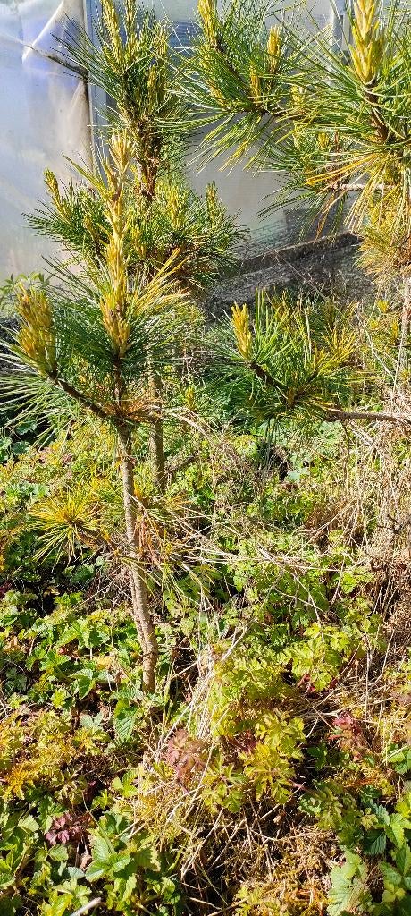 Siberische ceder (Siberian cedar), Ophalen, Halfschaduw, Overige soorten