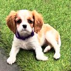 King Charles Spaniel pups, Parvo, Overige rassen, 8 tot 15 weken, Meerdere