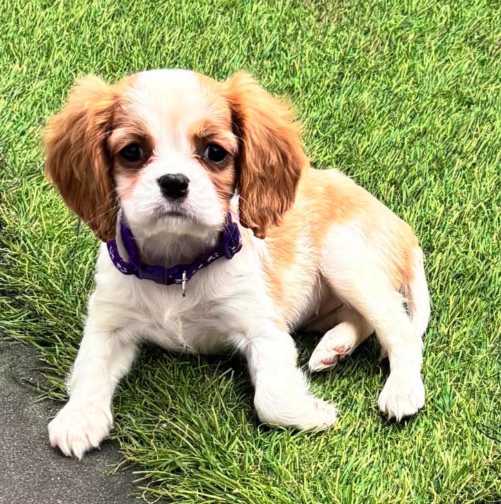 King Charles Spaniel pups, Dieren en Toebehoren, Honden | Chihuahua's en Gezelschapshonden, Meerdere dieren, Overige rassen, Particulier