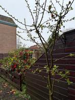 Appelboom, Ophalen, Lente, Volle zon, Overige soorten