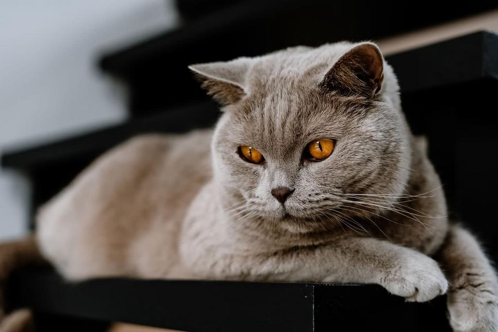 Britse korthaar man 6 jaar, Kater