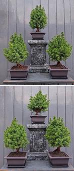5 Bonsai Coniferen- Chamaecyparis thyoide- 23 Cm Hoog., In pot, Minder dan 100 cm, Bonsai, Groene kamerplant