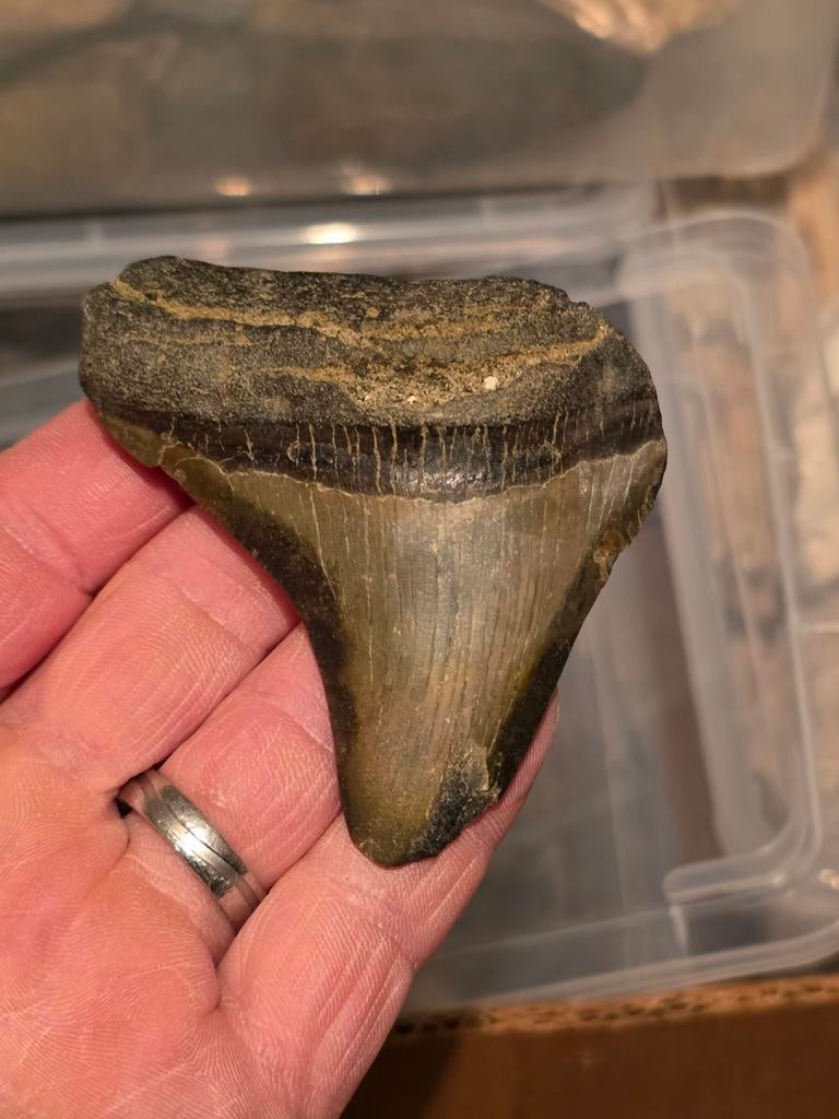 Prachtige megalodon tand uit hoevenen., Ophalen of Verzenden, Fossiel