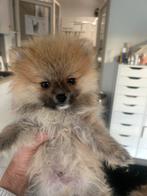 Prachtige mini pomeriaan puppy’s ( bear face ), België, Particulier, Overige rassen, 8 tot 15 weken