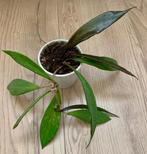 Hoya - wasplant, Overige soorten, In pot, Minder dan 100 cm, Bloeiende kamerplant