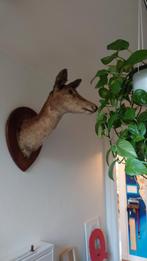 TAXIDERMY OPGEZETTE VOLWASSEN HERTENKOP, Ophalen, Opgezet dier