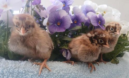 Gesekste hen kuikens Barnevelder kriel, Dieren en Toebehoren, Pluimvee, Kip, Vrouwelijk