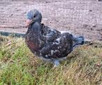 Jonge kleurpostduif, Dieren en Toebehoren, Vogels | Duiven, Geslacht onbekend, Postduif