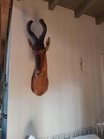 opgezet hartenbeesten, Verzamelen, Dierenverzamelingen, Ophalen, Zo goed als nieuw, Hert, Gewei of Kop