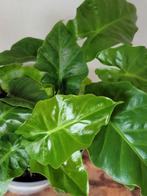 Compacte Alocasia in pot, Ophalen, Overige soorten, Halfschaduw, In pot
