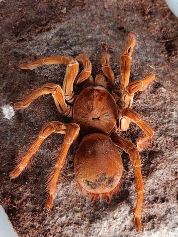 Theraphosa stirmi  volwassen / half volwassenen  beschikbaar voor biedingen
