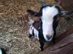 geit, Dieren en Toebehoren, Schapen, Geiten en Varkens, Mannelijk, Geit, 0 tot 2 jaar