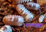 Armadillidium espanyoli Marbleized isopods / pissebedden, Overige soorten