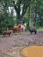 Verzorging gevraagd, Ophalen, Nieuw