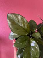 Hoya carnosa Freckles Splash, Verzenden, Overige soorten, Minder dan 100 cm