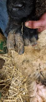 Klauwverzorging schapen en geiten, Dieren en Toebehoren, Schapen, Geiten en Varkens, Vrouwelijk, Schaap
