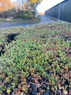 Sedum trays - lichtgewicht groendak grote voorraad, Bodembedekkers, Volle zon, Vaste plant, Ophalen of Verzenden