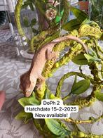 Wimpergekko baby, Hagedis, 0 tot 2 jaar