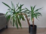 Yucca/palmlelie plant, Ophalen of Verzenden, Halfschaduw