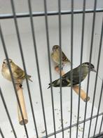 3 sijzen samen 65 euro, Dieren en Toebehoren, Meerdere dieren, Wildzangvogel