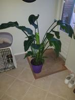 Te koop, Ophalen, Halfschaduw, 200 cm of meer