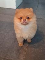 Zeer mooie pomeriaan pup, Dieren en Toebehoren, Parvo, Keeshond, Reu, 8 tot 15 weken