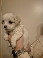 Boomerpups, Rabiës (hondsdolheid), 8 tot 15 weken, Meerdere, Meerdere dieren