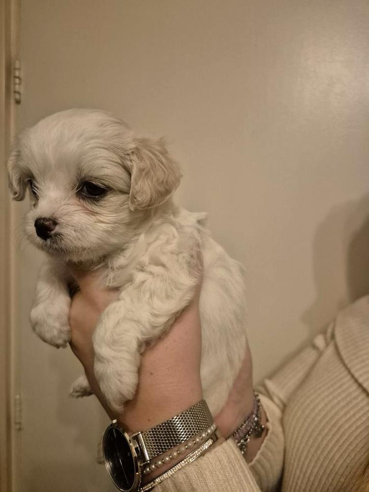 Boomerpups, Dieren en Toebehoren, Honden | Niet-rashonden, Klein, Meerdere dieren, Particulier, Meerdere, Nederland, 8 tot 15 weken