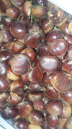 Verse Tamme Kastanjes, Ophalen of Verzenden, Najaar, Volle zon, Zaad