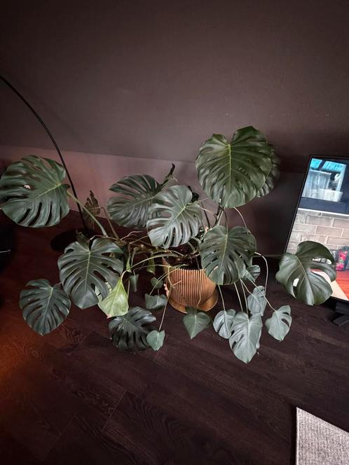Prachtige Monstera Deliciosa – eyecatcher voor in huis!, Huis en Inrichting, Kamerplanten, Overige soorten, Minder dan 100 cm