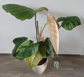 Mooie Philodendron Fuzzy in leuke licht groen / grijze pot. beschikbaar voor biedingen