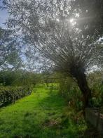 Wilgentakken en wilgentenen, Tuin en Terras, Ophalen of Verzenden, Volle zon, Overige soorten
