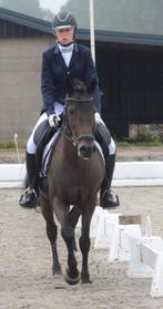New forest  D pony   Leerpony in bruikleen, Merrie, Recreatiepony, 0 tot 2 jaar