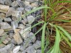Siergrassen 3x  in pot worden ruim150cm groot, Tuin en Terras, Planten | Tuinplanten, Siergrassen, Ophalen